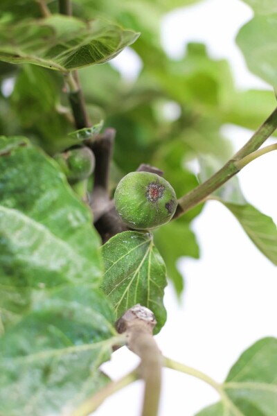 Feigenbaum Ficus Carica Gestäbt 60-80 Topf Feigenbaum / Ficus Carica Stock 60-80 cm