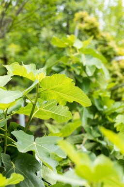 Feigenbaum / Ficus Carica Stock 60-80 cm