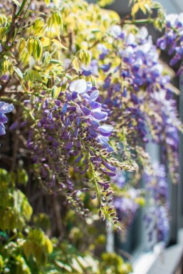 Chinesischer Blauregen Wisteria Sinensis Auf Stamm 120-140 Topf