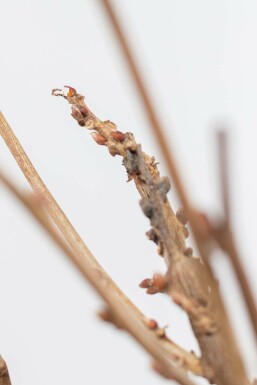 Chinesischer Blauregen Wisteria Sinensis Auf Stamm 120-140 Topf