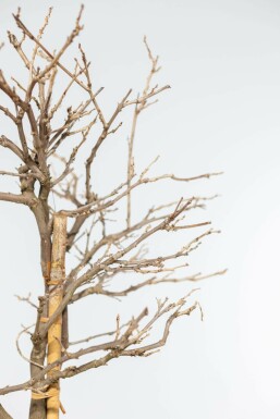 Chinesischer blauregen / Wisteria Sinensis auf Stamm 120-140 cm