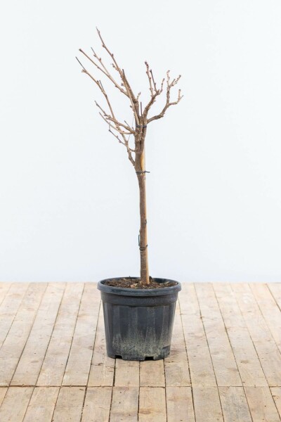 Chinesischer Blauregen Wisteria Sinensis Auf Stamm 40-60 Topf Chinesischer blauregen / Wisteria Sinensis auf Stamm 40-60 cm