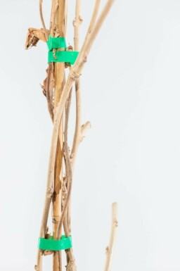 Chinesischer Blauregen Wisteria Sinensis Gestäbt 40-60 Topf Chinesischer blauregen / Wisteria Sinensis Stock 40-60 cm