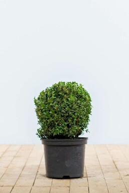 Buchsbaum Buxus Sempervirens Kugel 20-30 Ballen BuchsbÀume / Buchsbaum Kugel 20-30 cm