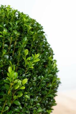 Buchsbaum Buxus Sempervirens Kugel 20-30 Ballen BuchsbÀume / Buchsbaum Kugel 20-30 cm