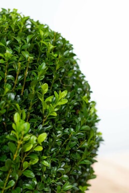 Buchsbaum Buxus Sempervirens Kugel 20-30 Ballen