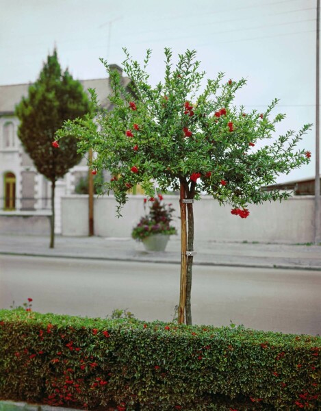 Granatapfelbaum Punica Granatum Auf Stamm 10-15 125-150 Topf Granatapfelbaum / Punica Granatum auf Stamm 125-150 cm