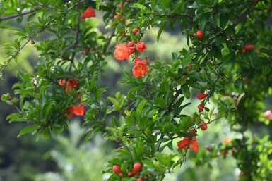 Granatapfelbaum / Punica Granatum auf Stamm 175-200 cm