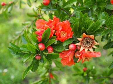 Granatapfelbaum / Punica Granatum auf Stamm 175-200 cm