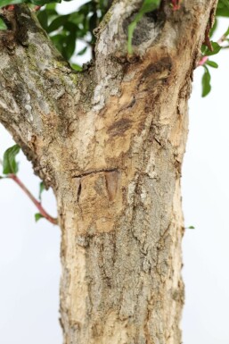 Granatapfelbaum Punica Granatum Auf Stamm 40-50 200-225 Topf