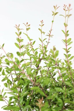 Granatapfelbaum / Punica Granatum auf Stamm 200-225 cm