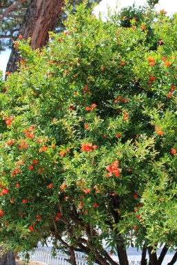 Granatapfelbaum / Punica Granatum auf Stamm 200-225 cm