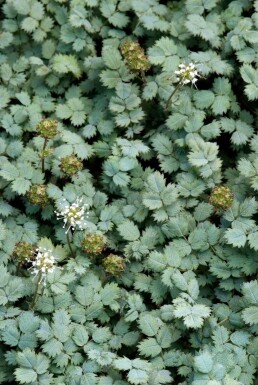Blaugrünes Stachelnüsschen Acaena buchananii 5-10 Topf 9x9 cm (P9) Acaena buchananii