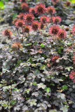 Braunrotes Stachelnüsschen Acaena microphylla 'Kupferteppich' 5-10 Topf 9x9 cm (P9)