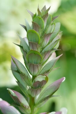 Weicher Bärenklau Acanthus mollis 5-10 Topf 9x9 cm (P9) Acanthus mollis