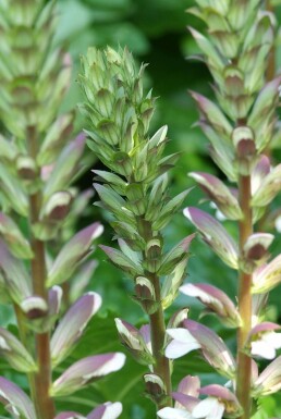 Weicher Bärenklau Acanthus mollis 5-10 Topf 9x9 cm (P9) Acanthus mollis