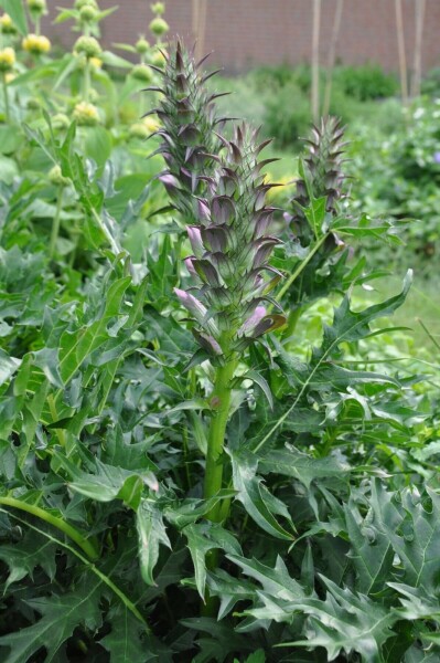 Stacheliger Bärenklau Acanthus spinosus 5-10 Topf 9x9 cm (P9) Acanthus spinosus