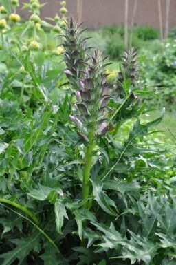 Stacheliger Bärenklau Acanthus spinosus 5-10 Topf 9x9 cm (P9)