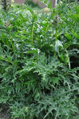 Stacheliger Bärenklau Acanthus spinosus 5-10 Topf 9x9 cm (P9) Acanthus spinosus
