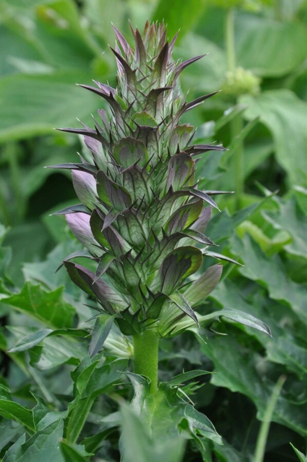 Stacheliger Bärenklau Acanthus spinosus 5-10 Topf 9x9 cm (P9) Acanthus spinosus