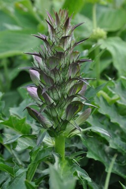 Stacheliger Bärenklau Acanthus spinosus 5-10 Topf 9x9 cm (P9) Acanthus spinosus