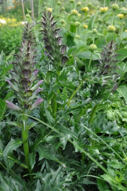 Stacheliger Bärenklau Acanthus spinosus 5-10 Topf 9x9 cm (P9) Acanthus spinosus