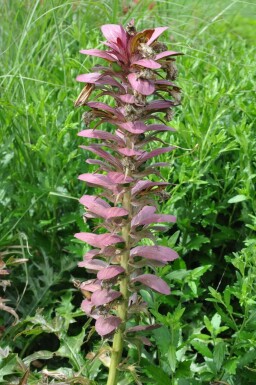 Stacheliger Bärenklau Acanthus spinosus 5-10 Topf 9x9 cm (P9) Acanthus spinosus