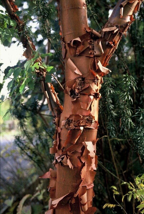Zimtahorn Acer griseum Strauch 40-50 Topf 3 ltr. (C3) Acer griseum Strauch 50-60 cm