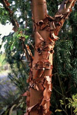 Zimtahorn Acer griseum Strauch 40-50 Topf 3 ltr. (C3) Acer griseum Strauch 50-60 cm