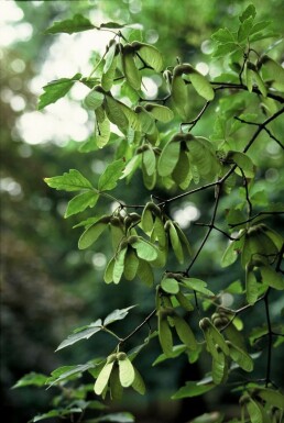 Zimtahorn Acer griseum Strauch 40-50 Topf 3 ltr. (C3) Acer griseum Strauch 50-60 cm