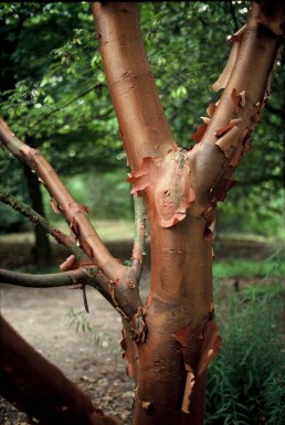 Zimtahorn Acer griseum Strauch 40-50 Topf 3 ltr. (C3) Acer griseum Strauch 50-60 cm