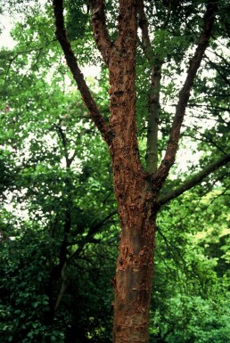 Zimtahorn Acer griseum Strauch 40-50 Topf 3 ltr. (C3) Acer griseum Strauch 50-60 cm