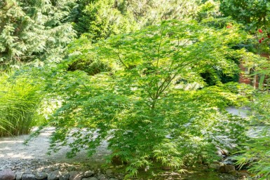 Japanischer Ahorn Acer palmatum Strauch 100-125 Topf 12 ltr. (C12) Acer palmatum Strauch 100-125 cm