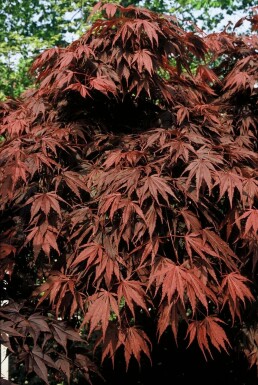 Japanischer Ahorn Acer palmatum 'Atropurpureum' Strauch 100-125 Topf 12 ltr. (C12)