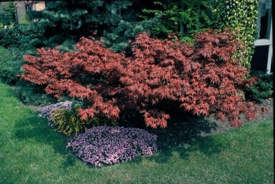 Japanischer Ahorn Acer palmatum 'Atropurpureum' Strauch 125-150 Topf 12 ltr. (C12) Acer palmatum 'Atropurpureum' Strauch 125-150 cm