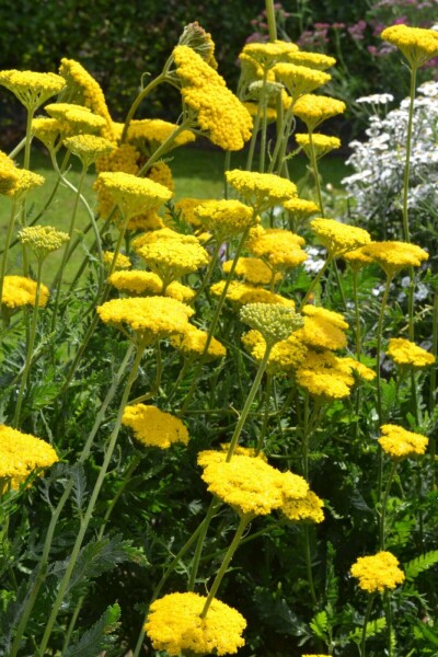 Schafgarbe Achillea filipendulina 'Cloth of Gold' 10-15 Topf 2 ltr. (C2) Achillea filipendulina 'Cloth of Gold'