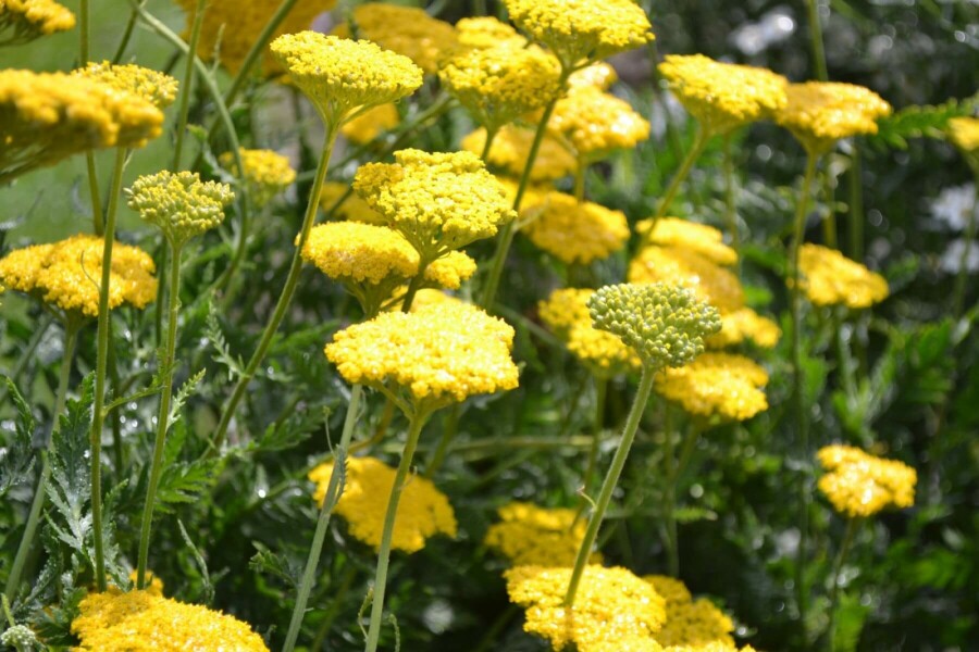 Schafgarbe Achillea filipendulina 'Cloth of Gold' 10-15 Topf 2 ltr. (C2) Achillea filipendulina 'Cloth of Gold'