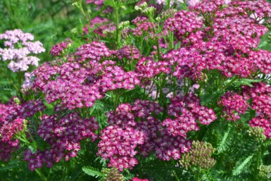 Schafgarbe Achillea millefolium 'Cerise Queen' 10-15 Topf 2 ltr. (C2) Achillea millefolium 'Cerise Queen'