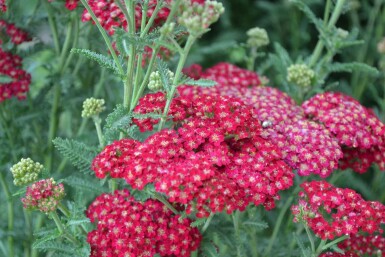 Garten-Schafgarbe Achillea millefolium 'Red Velvet' 5-10 Topf 9x9 cm (P9) Achillea millefolium 'Red Velvet'