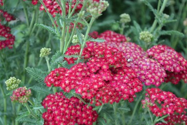 Garten-Schafgarbe Achillea millefolium 'Red Velvet' 5-10 Topf 9x9 cm (P9)