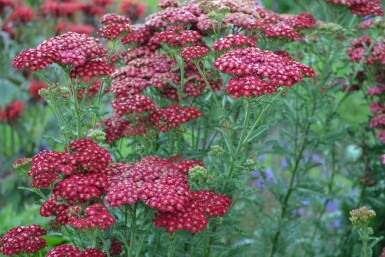 Garten-Schafgarbe Achillea millefolium 'Red Velvet' 5-10 Topf 9x9 cm (P9)