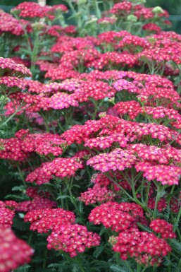 Garten-Schafgarbe Achillea millefolium 'Red Velvet' 5-10 Topf 9x9 cm (P9)