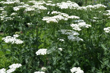 Schafgarbe Achillea millefolium 'Schneetaler' 5-10 Topf 9x9 cm (P9) Achillea millefolium 'Schneetaler'
