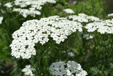 Schafgarbe Achillea millefolium 'Schneetaler' 5-10 Topf 9x9 cm (P9) Achillea millefolium 'Schneetaler'