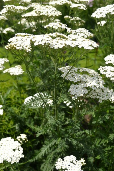 Schafgarbe Achillea millefolium &amp;#39;Schneetaler&amp;#39; 5-10 Topf 9x9 cm (P9 ...