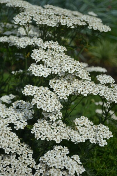Schafgarbe Achillea millefolium 'Schneetaler' 5-10 Topf 9x9 cm (P9) Achillea millefolium 'Schneetaler'