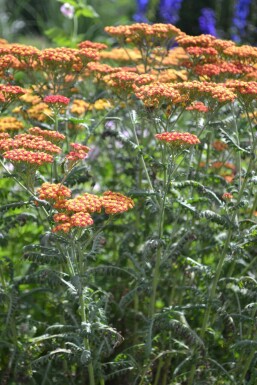Schafgarbe Achillea millefolium 'Walther Funcke' 5-10 Topf 9x9 cm (P9) Achillea millefolium 'Walther Funcke'