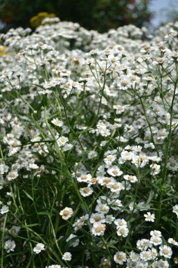 Bertramsgarbe Achillea ptarmica 'The Pearl' 5-10 Topf 9x9 cm (P9)