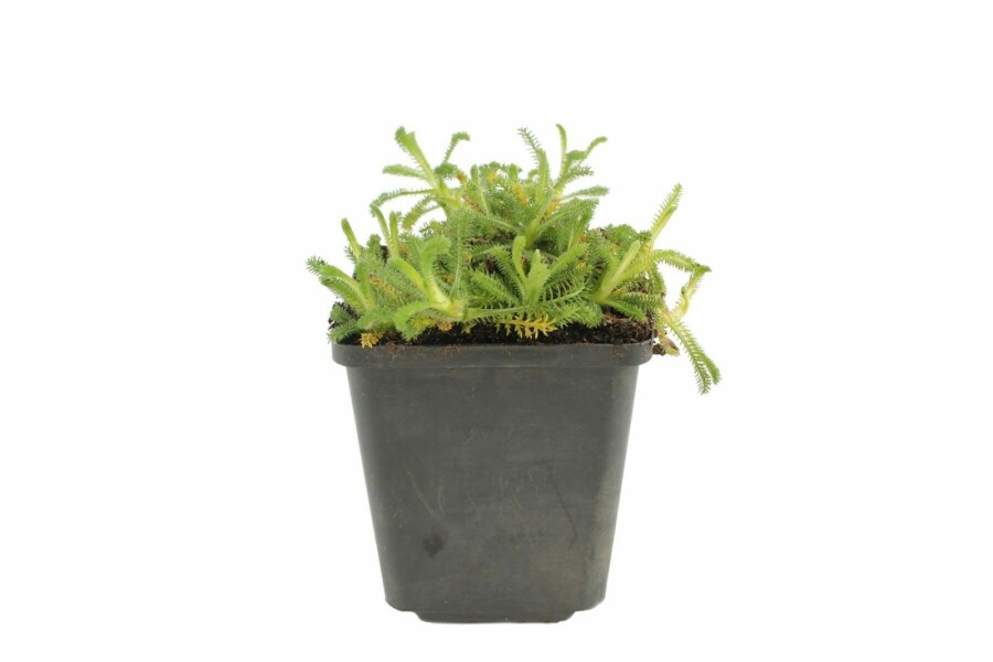 Goldgelbe Teppich-Garbe Achillea tomentosa 5-10 Topf 9x9 cm (P9) Achillea tomentosa