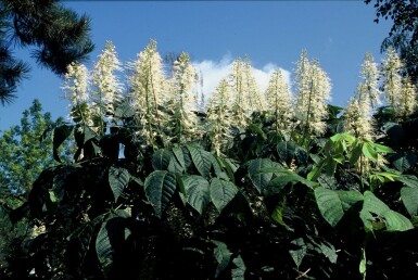 Aesculus parviflora 60-80 C12